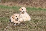 GOLDEN RETRIEVER 047